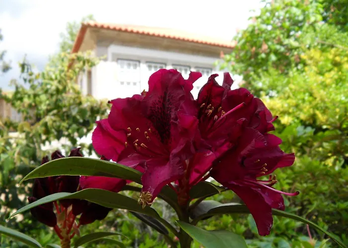 Quinta Do Bento Novo - - Виана-ду-Каштелу