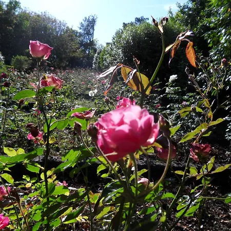 Quinta Do Bento Novo - - *