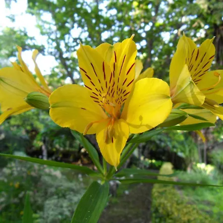 Quinta Do Bento Novo - - 维亚纳堡