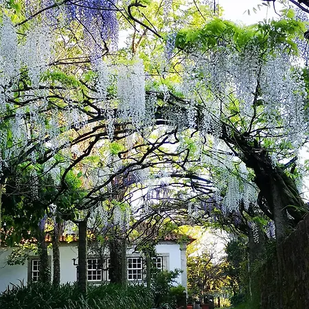 Quinta Do Bento Novo - - *