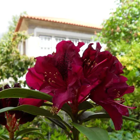 Quinta Do Bento Novo - - 维亚纳堡