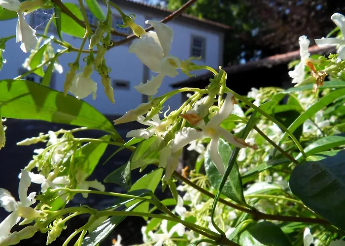 بيت للعطل Quinta Do Bento Novo - -