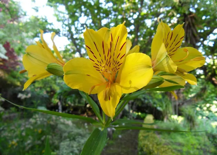 Quinta Do Bento Novo - - فيانا دو كاستيلو