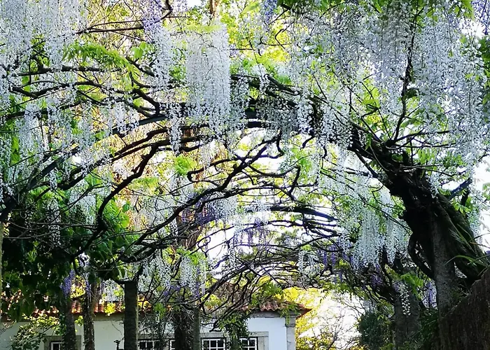 Quinta Do Bento Novo - - *